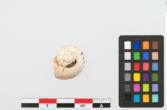 Foto von Schneckengehäuse (NHMW-PRAE-002237d)